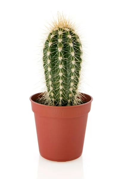 stock image Cactus in a pot