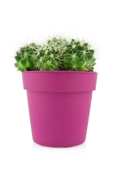 Cactus in a purple pot — Stock Photo, Image