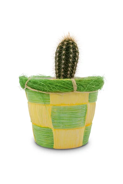Cactus dans un pot décoratif. — Photo