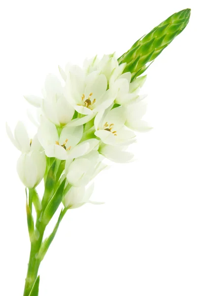 Белый цветок. — стоковое фото