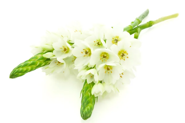 Два белых цветка . — стоковое фото