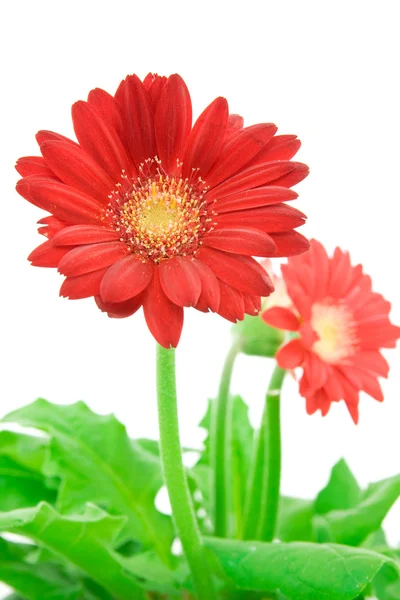Röd gerbera blomma. — Stockfoto