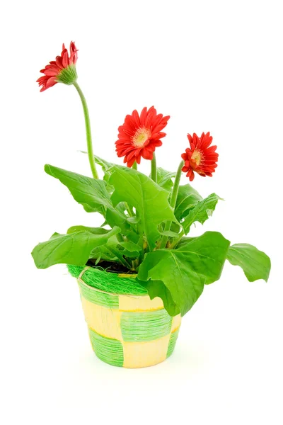 Gerbera Blume in einen Topf, die isoliert auf weißem Hintergrund. — Stockfoto
