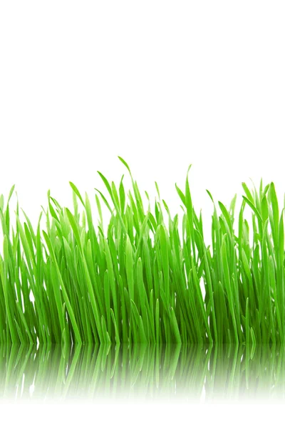 Zielona trawa z odbiciem. — Zdjęcie stockowe