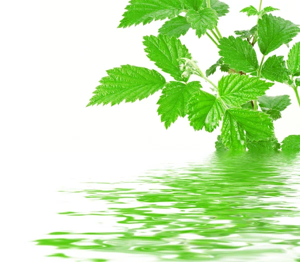 Planta verde com reflexo de água. — Fotografia de Stock
