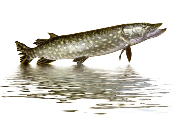 stock image Pike fish jumping out of water.
