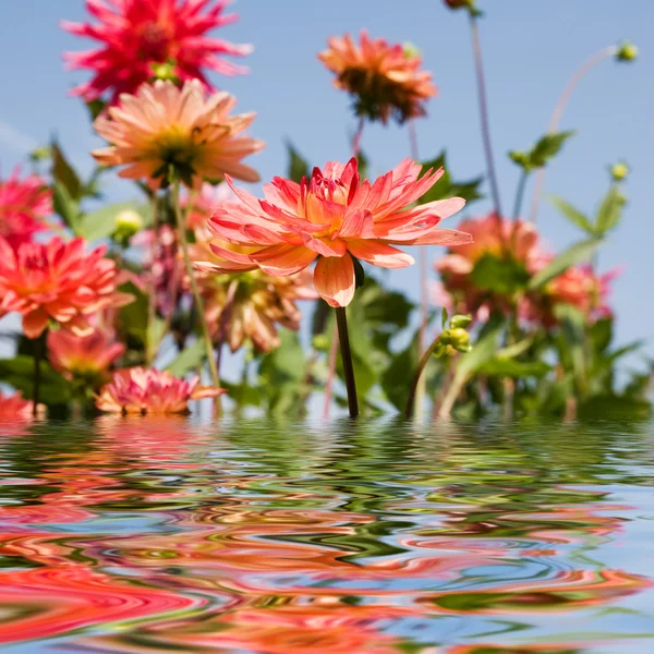 美しい夏の庭の花. — ストック写真
