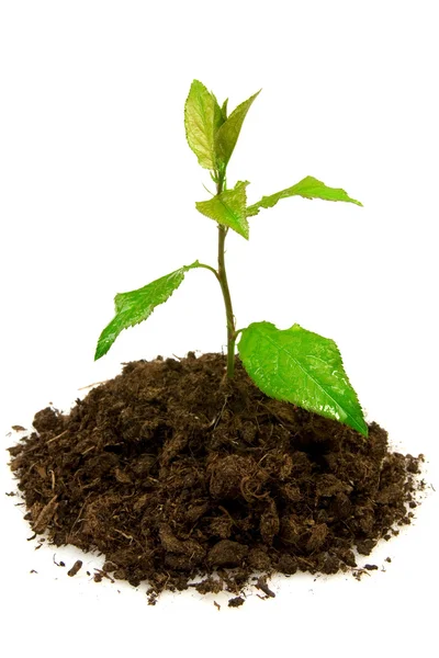 Growing young green plant. — Stock Photo, Image