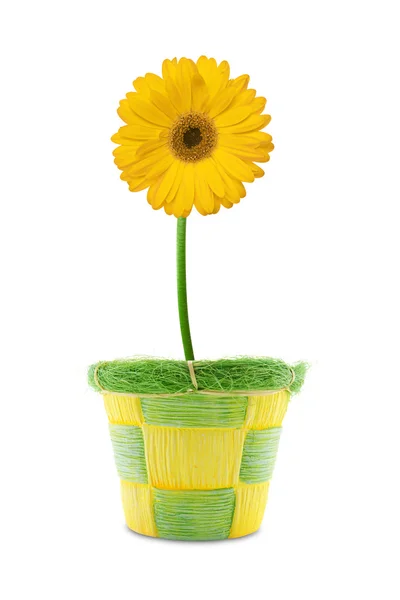 Yellow gerbera in a pot. — Stock Photo, Image