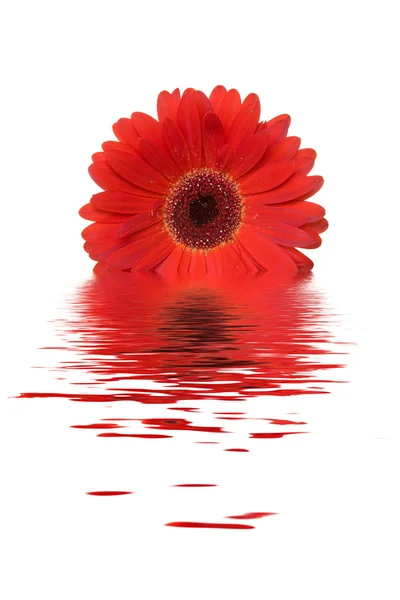 Röd gerbera blomma . — Stockfoto