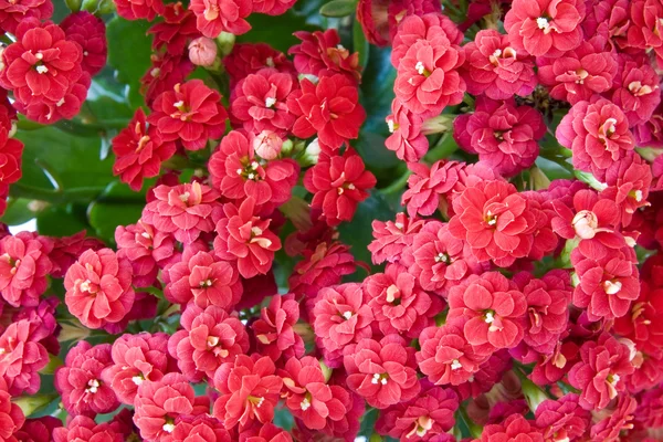 Червоні квіти Буша . — стокове фото