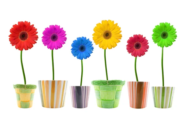 Gerbera színes virágok . — Stock Fotó