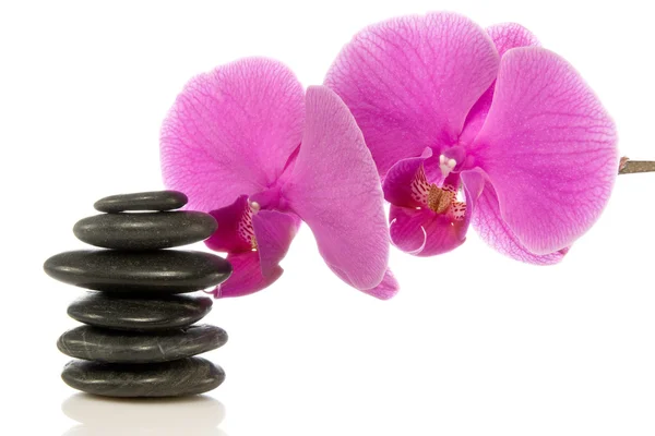Pembe orkide ve taşlar — Stok fotoğraf