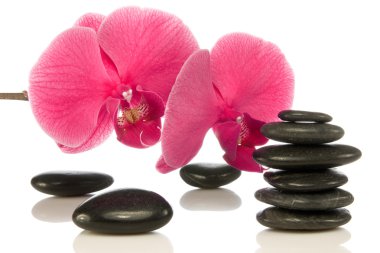 Pebbles with beautiful orchid. clipart