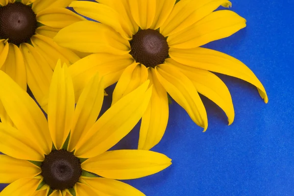निळा पार्श्वभूमीवर पिवळा फुले . — स्टॉक फोटो, इमेज