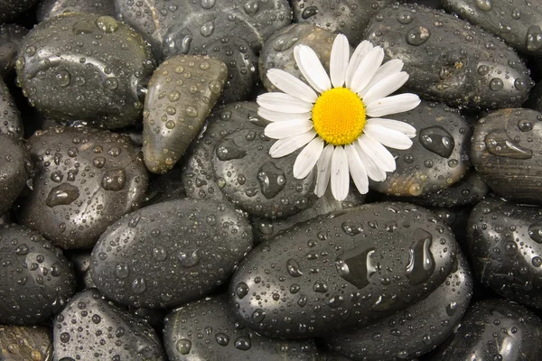 石と白いデイジーの花. — ストック写真