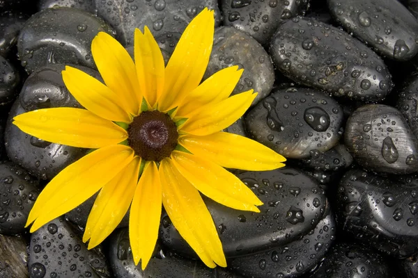 Pierres et fleurs jaune vif. — Photo