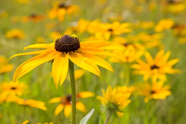 Yellow flowers field — Stock Photo, Image