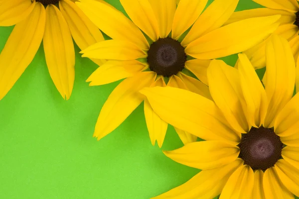 Gelbe Blumen auf dem grünen Hintergrund. — Stockfoto