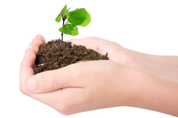 Young plant in hands — Stock Photo, Image