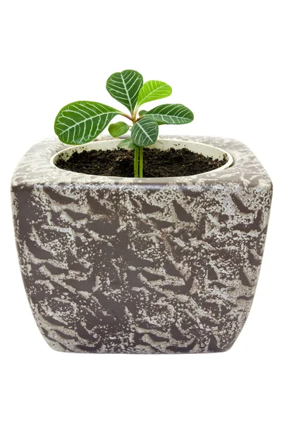 Jeune plante dans un pot. — Photo