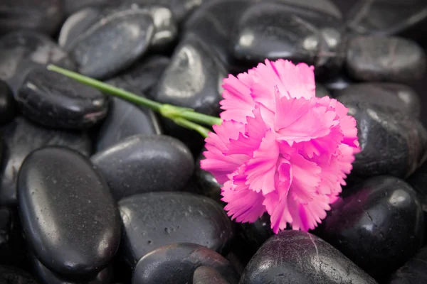 黒い石のカーネーションの花. — ストック写真