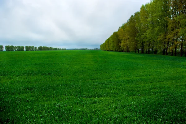 Campo verde e alberi — Foto Stock