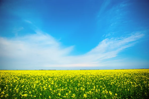 Жовте поле ріпаку в цвітіння з блакитним небом і білими хмарами — стокове фото