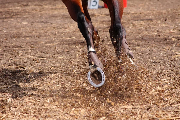 Соревнования по состязаниям - лошадь скачет по полю — стоковое фото