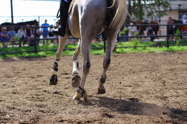 Wettbewerbe auf dem Parcours - das Pferd hüpft auf einem Feld — Stockfoto