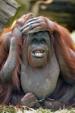 orangutan