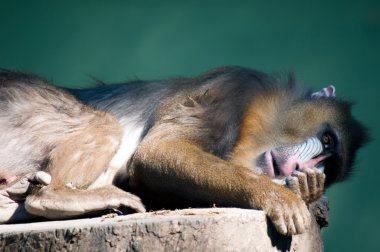 mandril babun esaret içinde