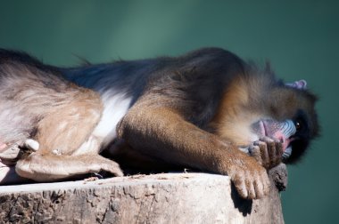 mandril babun esaret içinde