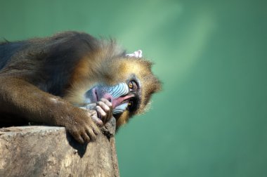 Mandril Baboon In Captivity clipart