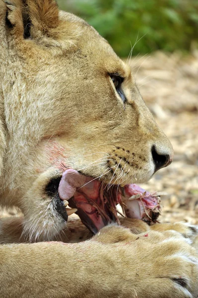 Lion affamé — Photo