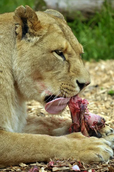 Голодный лев — стоковое фото