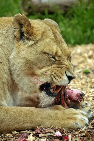 Hungrige Löwen — Stockfoto