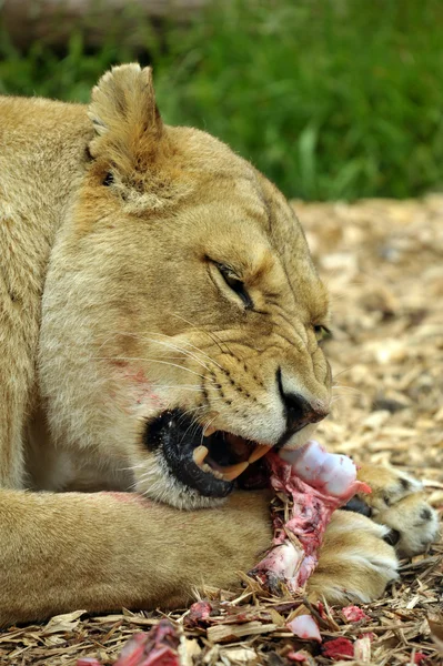 Hladový lev — Stock fotografie