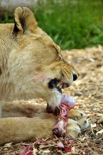 Éhes oroszlán — Stock Fotó