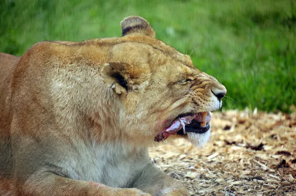 Leão faminto — Fotografia de Stock