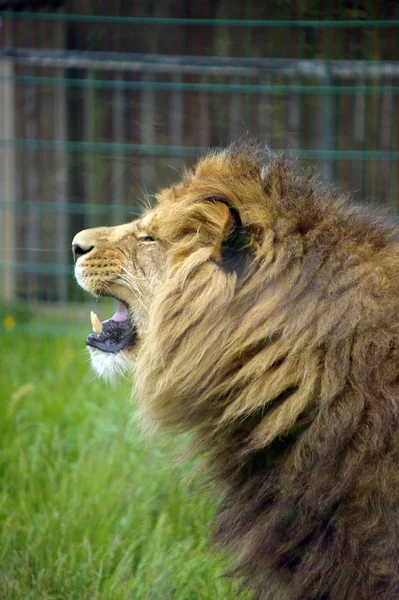 Hongerige leeuw — Stockfoto