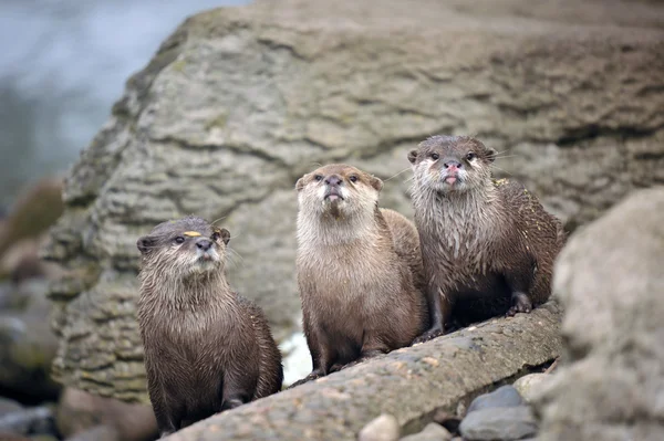 Wild otters in de buurt van de rivier — Stockfoto