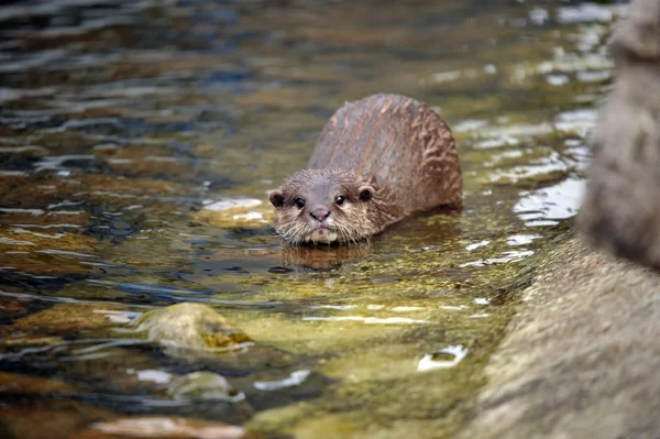 Wild otters in de buurt van de rivier — Stockfoto