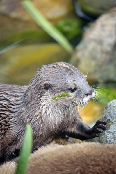 Group of friendly Otters — Stock Photo, Image