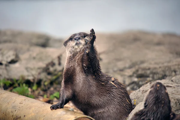 Groep van vriendelijke otters — Stockfoto