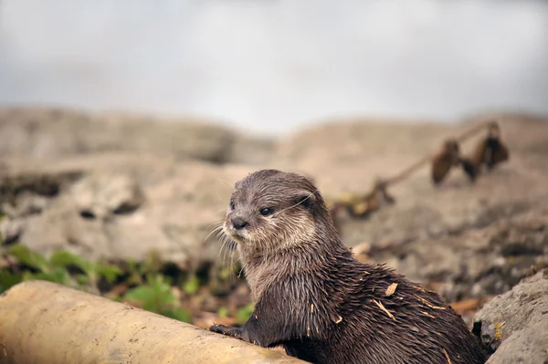 Groep van vriendelijke otters — Stockfoto