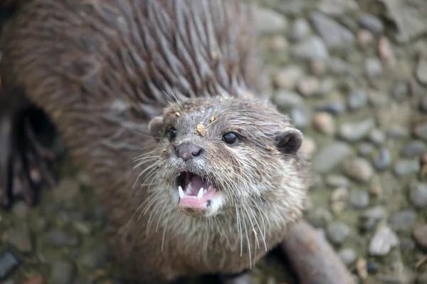 Закрыть фотографию Otter — стоковое фото