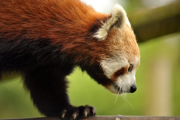 Червоні панди — стокове фото