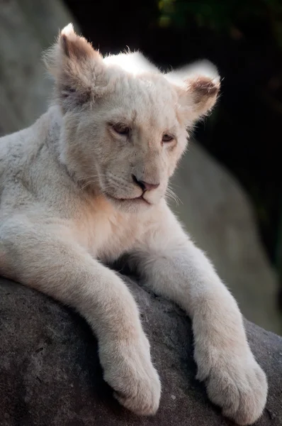 백색 사자 새끼 — 스톡 사진