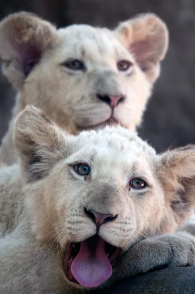 White Lion Cubs — Stok Foto